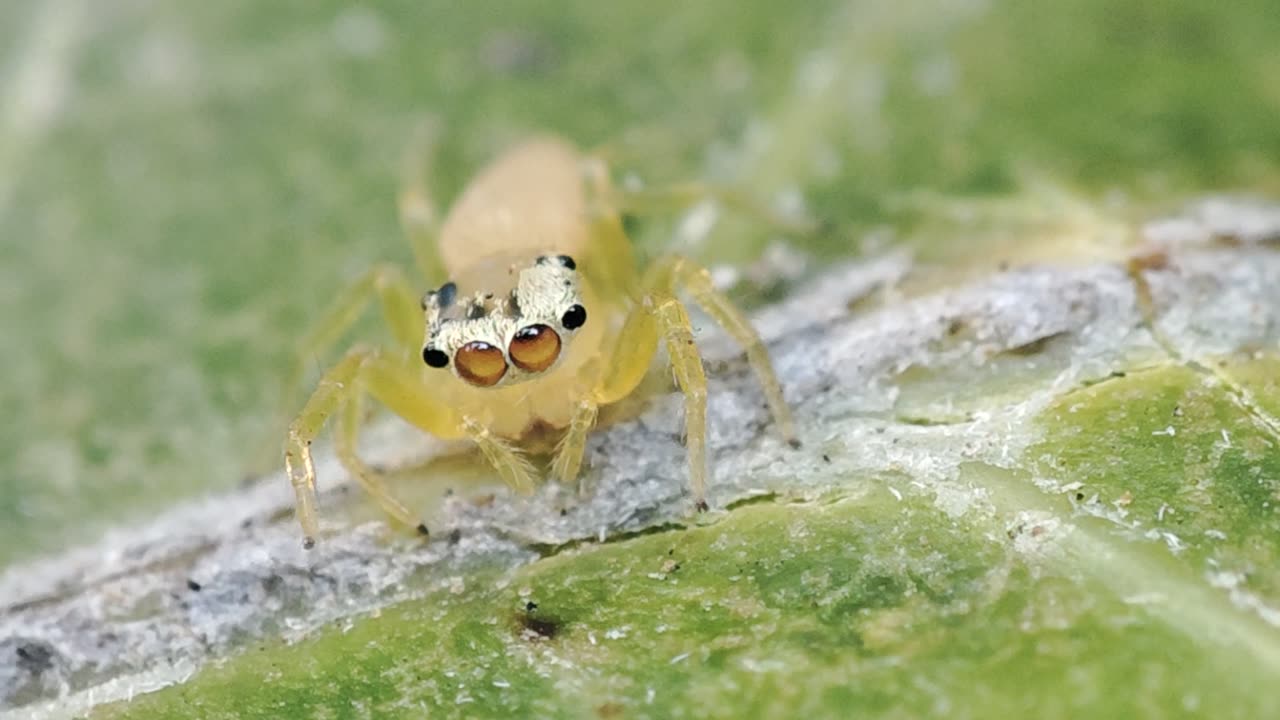 White Spider Macro