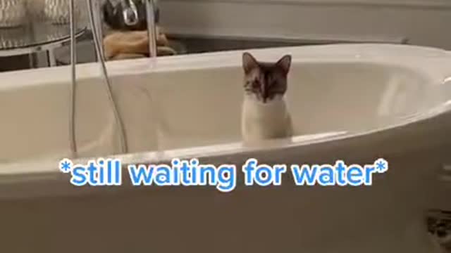 Cute cat wanted to make a shower 2021