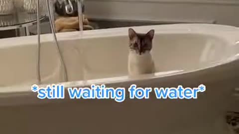 Cute cat wanted to make a shower 2021