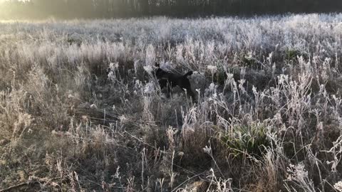 FROSTY FOGGY WINTER DOGWALK