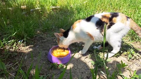 Cute, baby and beautiful kittens. Mother cat eats food.