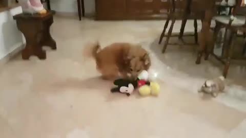 Let's play La la dog!