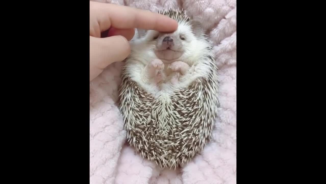 Cute baby animals Videos Compilation cute moment of the animals