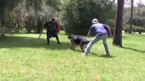 TRAIN YOUR DOG TO BE AGGRESSIVE