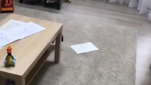 Hot pursuit (shorty-leg cat version)