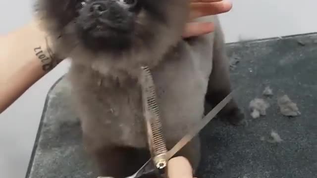 Dancing Dog Gets Haircut