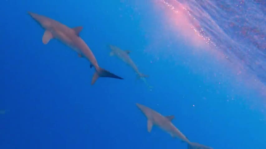 Camera dangled overboard in shark infested waters records beautiful footage video watch