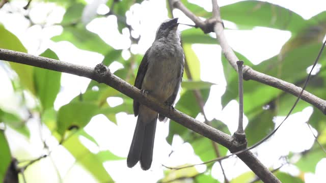 Green-winged Saltator singing in the wild a bird show