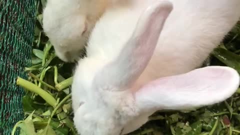 Get nature for rabbit eating