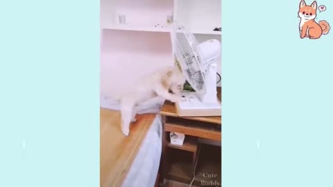 Smart cute adorable puppies video