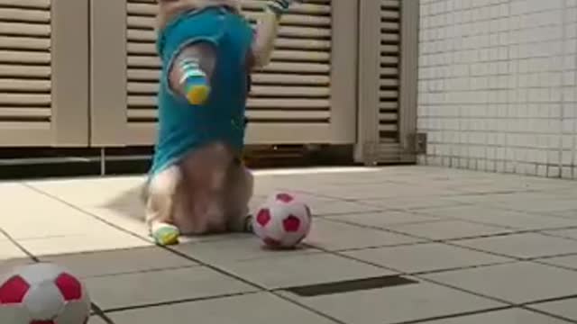 training dog to catch balls🐕