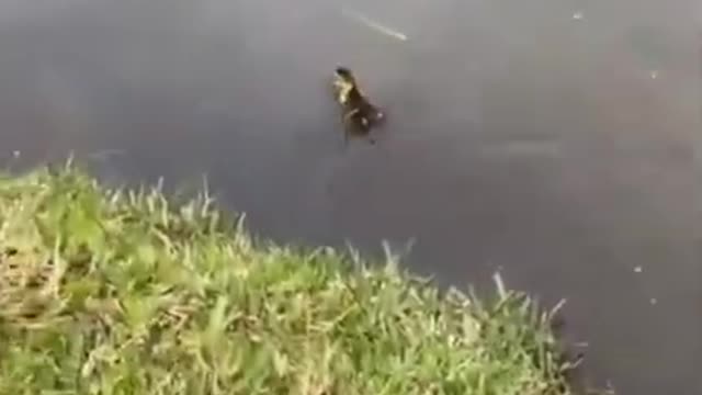 Woman saves 5 ducklings from a storm drain.