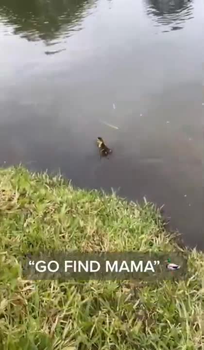 Woman saves 5 ducklings from a storm drain.
