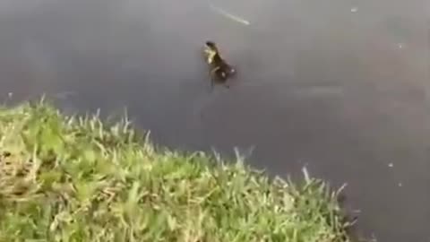 Woman saves 5 ducklings from a storm drain.