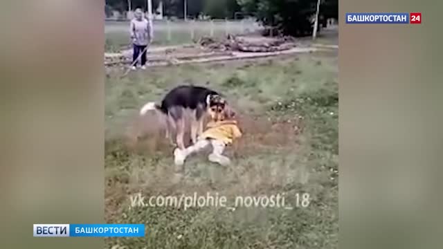 “Lie still, Nastya!”: In Bashkiria, a dog attacked a girl, adults filmed a video