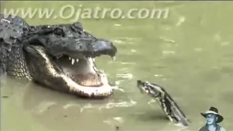 Python vs alligator