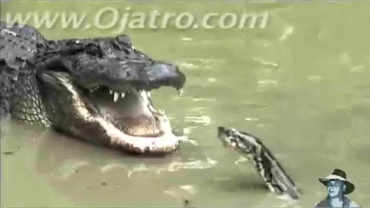 Python vs alligator