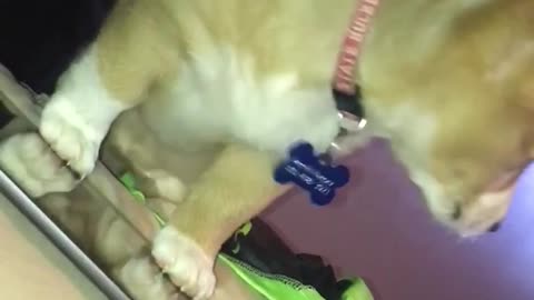 Brown dog rubs paw against ipad on bed