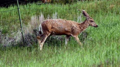 herd of deer walking through fence