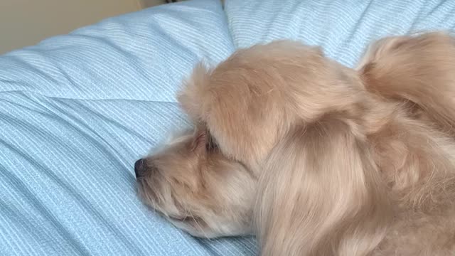 Sensitive puppy