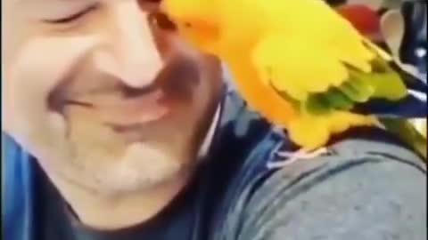 The parrot loves the owner very much😀