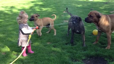 Little girl playing with dogs