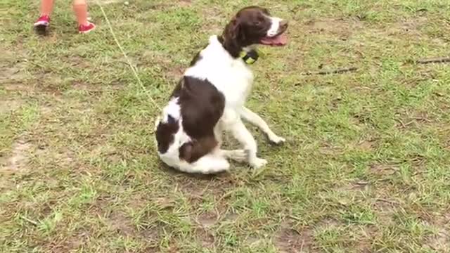 Little girl holding white and brown dogs leash pulls dog and then trips dog by accident in yard