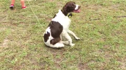 Little girl holding white and brown dogs leash pulls dog and then trips dog by accident in yard