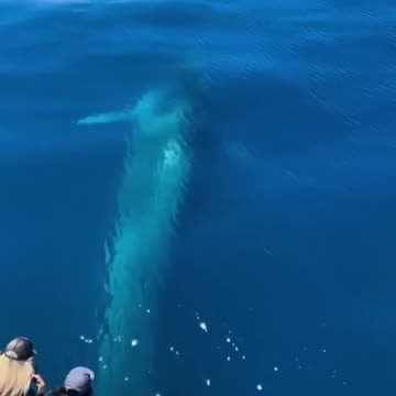 Friendly Fin Whale saying hello