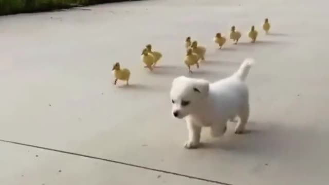 Ducklings chasing puppy