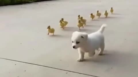 Ducklings chasing puppy