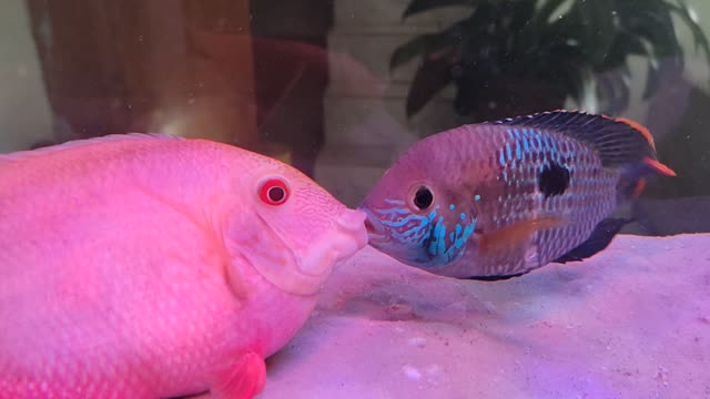 Brazil Heros Severus Gold Fighting with Green Terror Cichlid