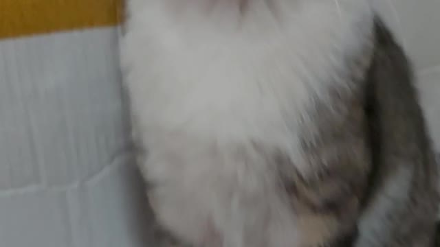 I reach out my hand, but the cat punches me.