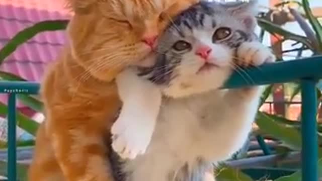 Cute couple of cats