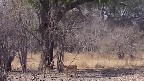 Flying Leopard