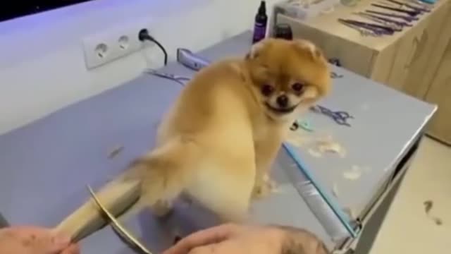 New Style Dog Tail Hair Magic Cutting