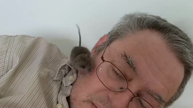 Cute mouse...Nice