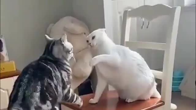 Cat to Cat Figth