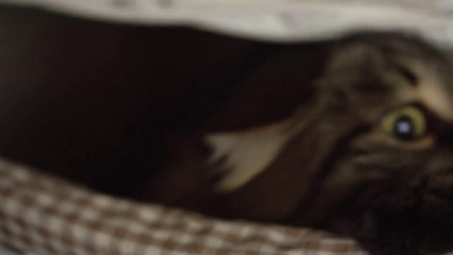 Tabby cat peeking out of a wooden basket