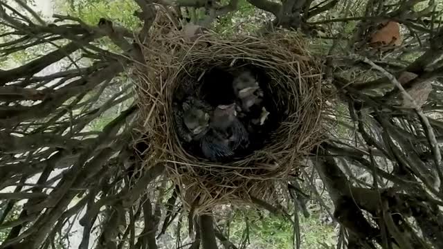 Canadian Photographer Has Baby Birds Thinking it's Feeding Time