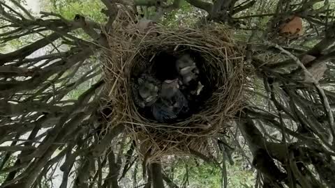 Canadian Photographer Has Baby Birds Thinking it's Feeding Time