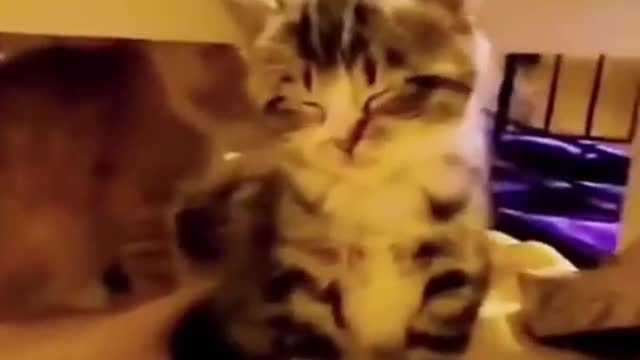 Funny animals life 😂 funny fails 😂 #shorts | check links in description for best pet supplies!! |