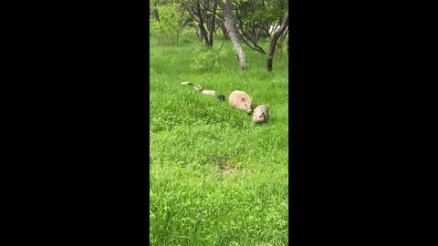 A family of piglets