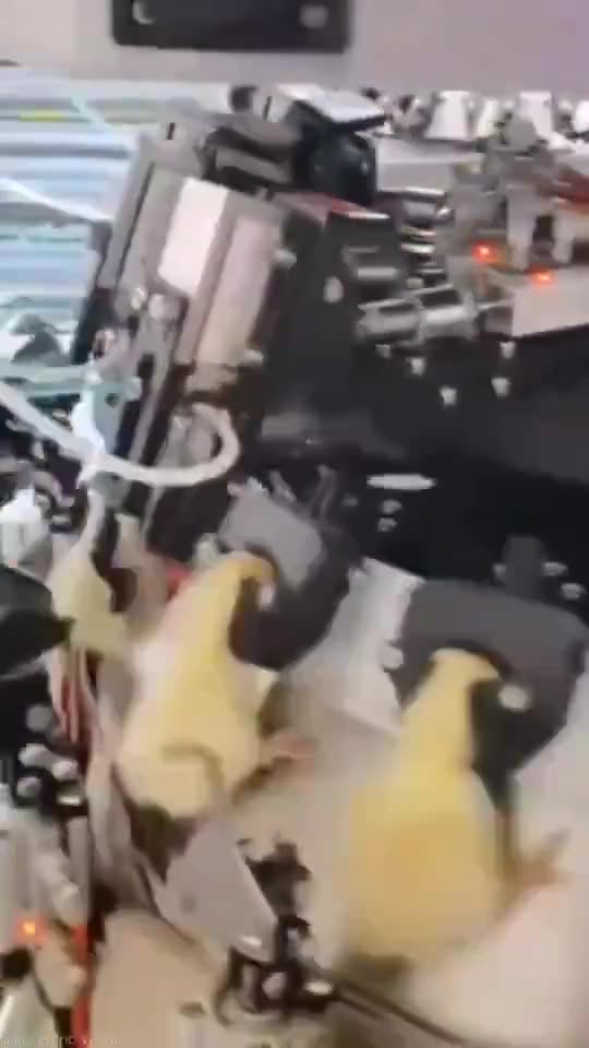 You are what you eat