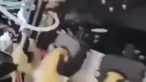 You are what you eat