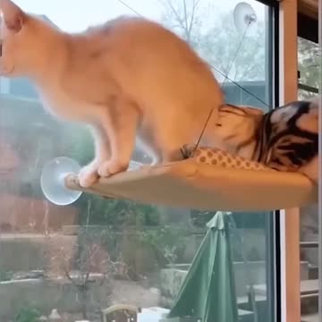 Fanny Great Dane Loves Playing Under Jumbo cat and dog video