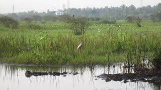 Bird - Painted Stork