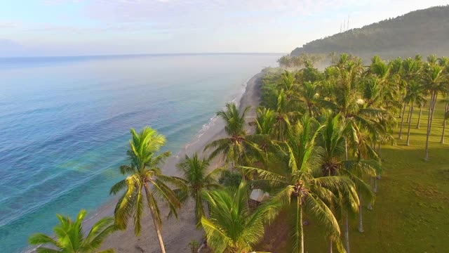 Flying through the palm tree on the beach