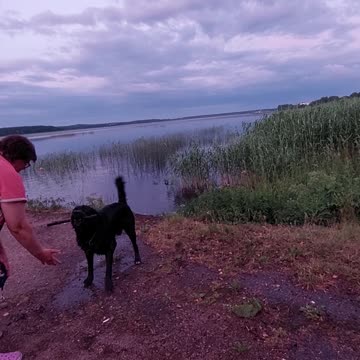 My dog's water joys.