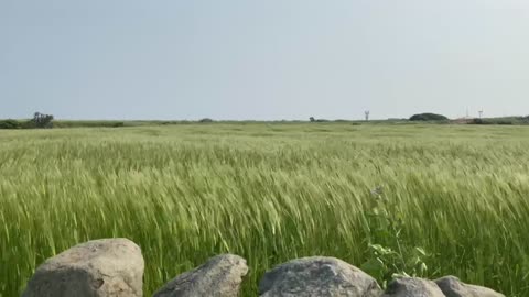 green barley field